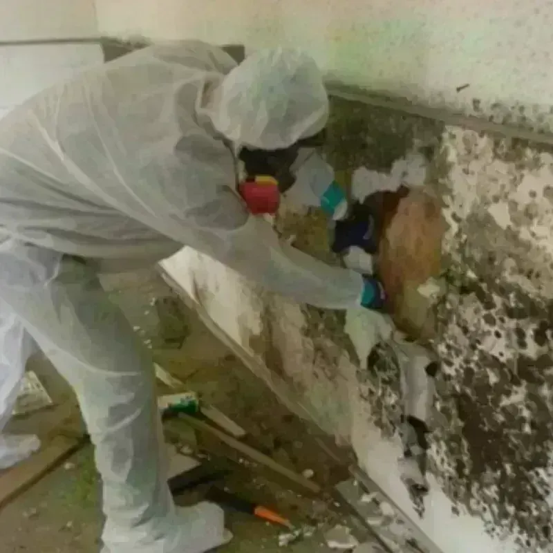 Mold Remediation and Removal in Sierra View, PA